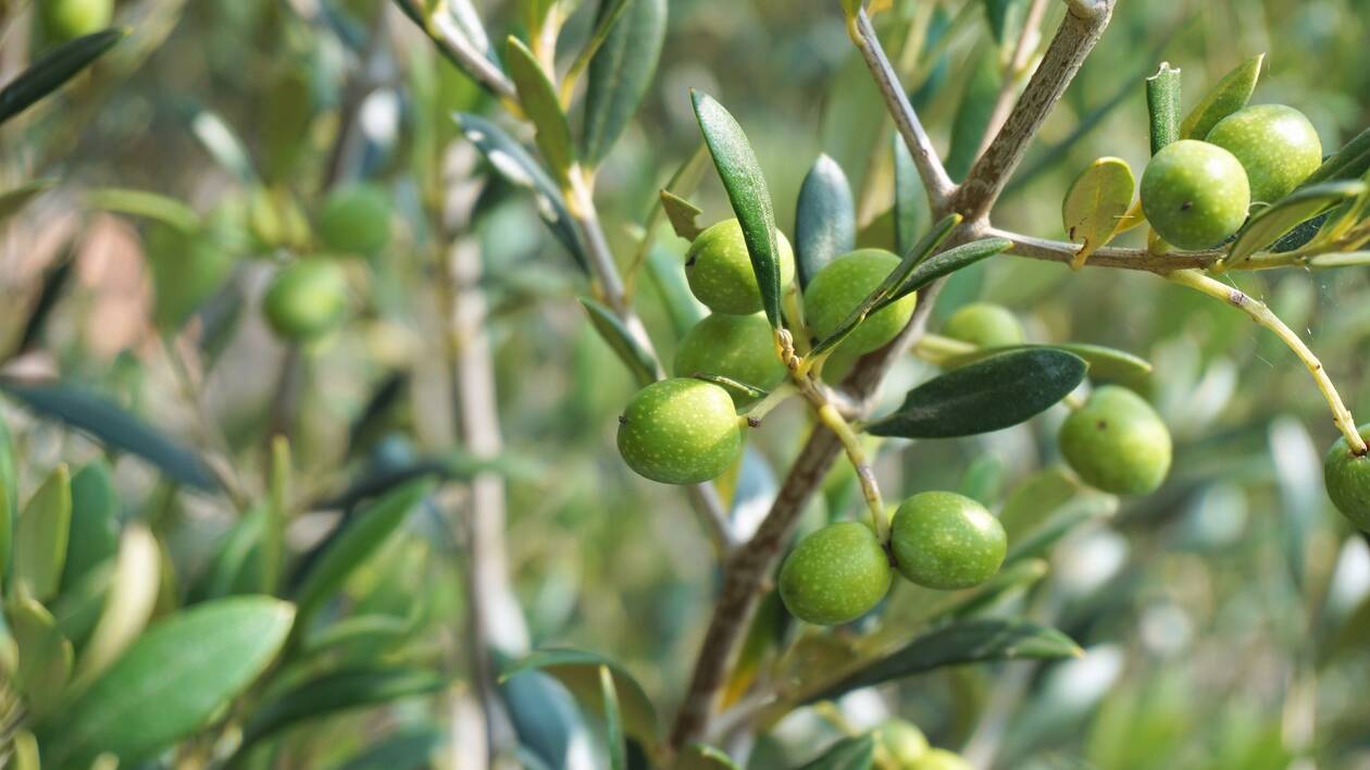 Xylella fastidiosa LIFE Resilience